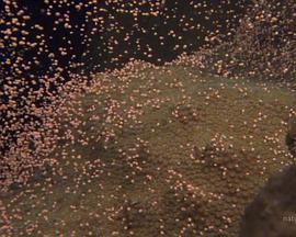 國家地理：大白鯊的長途冒險旅程